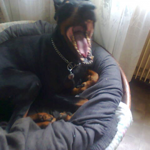 Photo de profil de capone