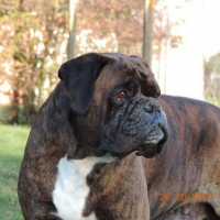 Photo de profil de Django 