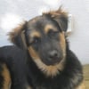 Photo de Laika