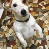 Photo de Clark, Jack Russell Terrier