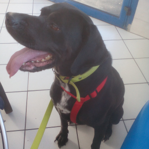 Photo de profil de LASSIE