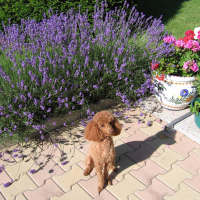 Photo de profil de shaina430@yahoo.franille