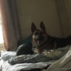 Photo de Renard