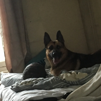 Photo de profil de Renard