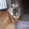 Photo de cifra, Rhodesian-Ridgeback