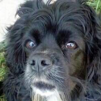 Photo de profil de Buffy