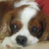 Photo de Tobby
