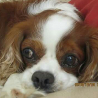Photo de profil de Tobby