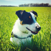Photo de profil de Arlo