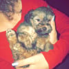 Photo de Ory, Bichon Havanais