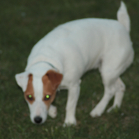 Photo de profil de CHOUPS