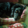 Photo de Shadow