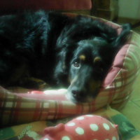 Photo de profil de Shadow
