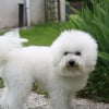 Photo de Diabolo, Bichon à poil frisé