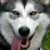 Photo de Irina, Malamute de l'Alaska