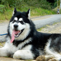 Photo de profil de Nesko