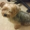 Photo de Given, Yorkshire Terrier