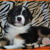 Photo de Nikita