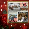 Photo de DIXIE, Setter Anglais