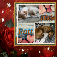 Photo de profil de DIXIE