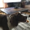 Photo de Rodolphe, Springer Anglais
