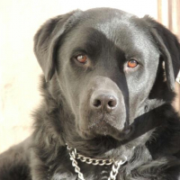 Photo de profil de Ares