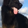 Photo de Lucky, Berger Allemand