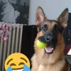 Photo de Layton, Berger Allemand