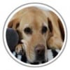 Photo de Louna