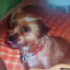 Photo de Vanille