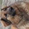 Photo de Osa
