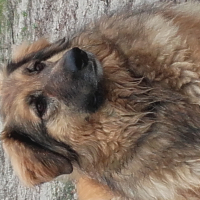 Photo de profil de Osa