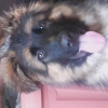 Photo de Niko