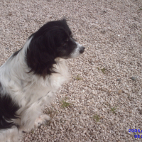 Photo de profil de COOKIE