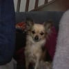 Photo de Jazzi