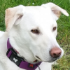 Photo de ROXO, Berger Blanc Suisse