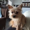 Photo de Rebelle, Pinscher Nain