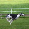 Photo de Dixie