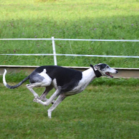 Photo de profil de Dixie