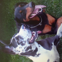 Photo de profil de Rebelle & Timon