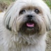 Photo de benjy, Lhassa Apso
