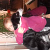 Photo de Inuk, Border Collie