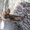 Photo de Toffy