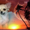 Photo de MILLY