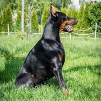 Photo de profil de Katon 