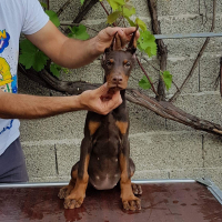 Photo de profil de Chyra