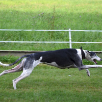 Photo de profil de Dixie