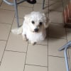 Photo de Daisy , Bichon Maltais