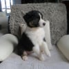 Photo de NALA