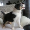 Photo de NOUSCHKA